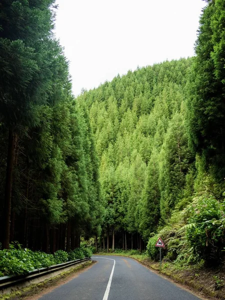 Colpo Verticale Una Strada Circondata Una Fitta Vegetazione Natura — Foto Stock