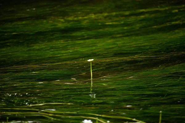 Närbild Liten Vit Blomma Damm Omgiven Alger — Stockfoto