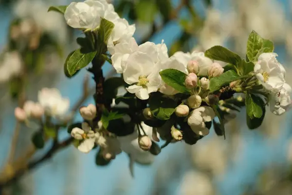 木の枝に咲く白い花の塊 — ストック写真