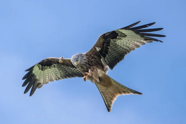 날아가는 독수리의 — 스톡 사진