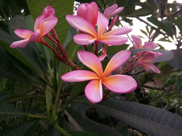 Flores Frangipani Rosa Acompañadas Naranja Amarillenta Están Floreciendo Patio — Foto de Stock