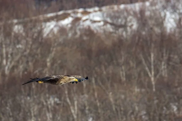 Pájaro Con Alas Marrones Pico Amarillo Sobrevolando Bosque Invierno —  Fotos de Stock