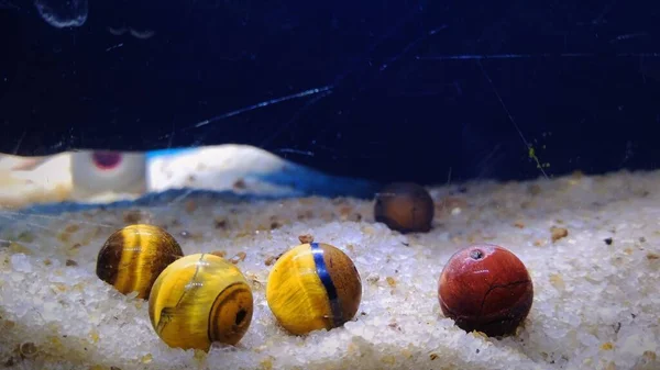 水族馆内绿色及红色圆形渔具饰物的特写 — 图库照片