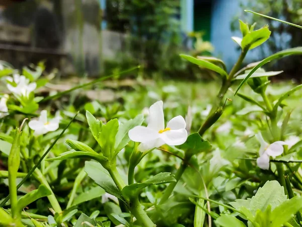 Ogräsblomma Vid Vägkanten Blomman Vacker Gräset — Stockfoto