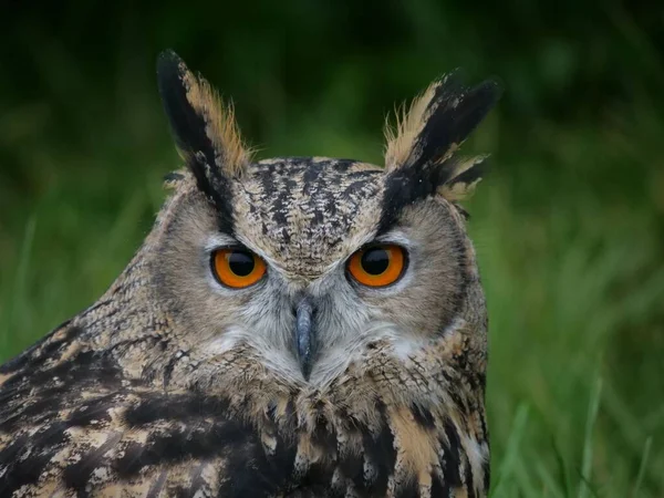 Primer Plano Búho Águila Eurasiática Con Ojos Anaranjados Bosque Luz —  Fotos de Stock