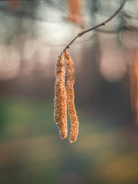 Dikey Bir Fındık Ağacı Catkins Corylus Avellana — Stok fotoğraf