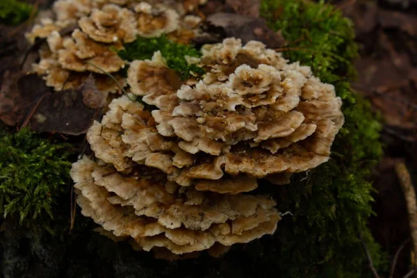 森の中のトルコの尾真菌 — ストック写真