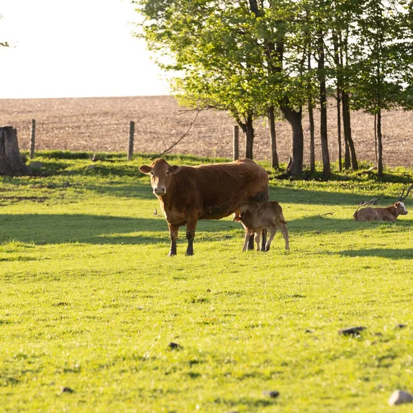 Una Hermosa Toma Una Vaca Marrón Ternero Campo Verde —  Fotos de Stock