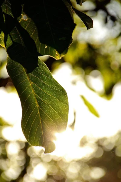 Friss Zöld Levelek Fényes Napfényben Homályos Bokeh Háttér — Stock Fotó