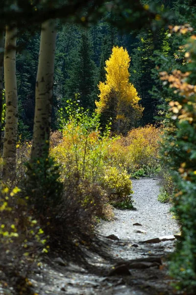 Vertical Shot Footpath Surrounded Autumn Trees Yellow Leaves Forest — Stock Photo, Image