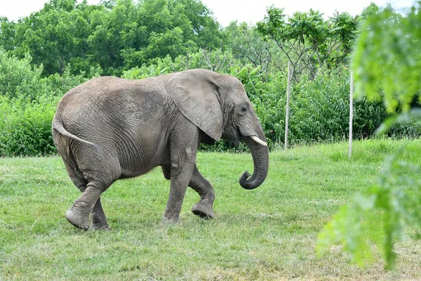 Die Nahaufnahme Eines Afrikanischen Buschelefanten Der Auf Dem Grünen Grasfeld — Stockfoto
