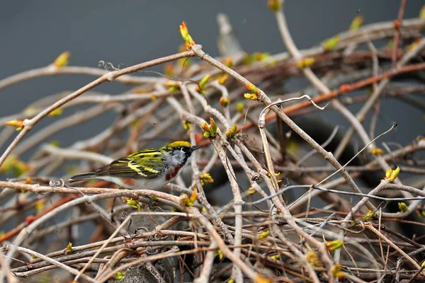 欧亚大陆一种绿色的硅皮 日间栖息在细木枝上 — 图库照片