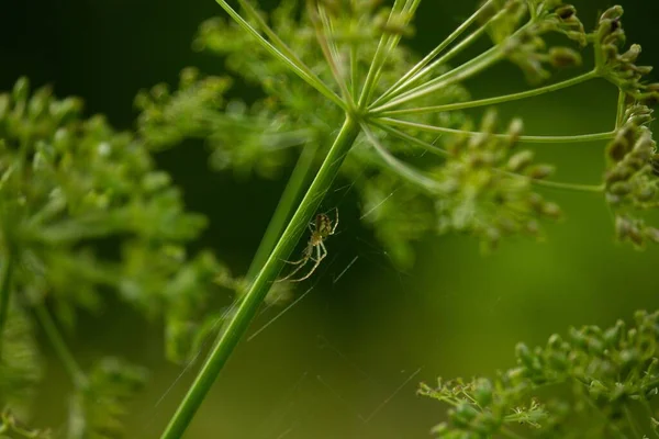 Een Close Van Een Kleine Spin Een Web Een Dille — Stockfoto