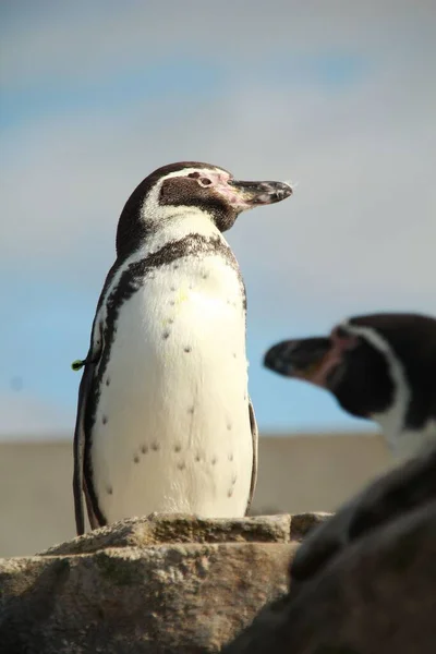 Närbild Humboldt Pingvin Vilar Utomhus — Stockfoto