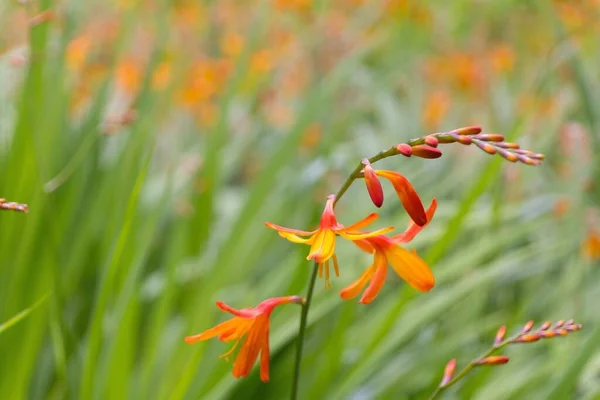Closeup Beautiful Orange Coppertips Flowers Blooming Garden — Stock Photo, Image