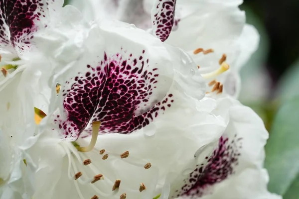 Eine Makroaufnahme Weißer Rhododendron Sappho Blüten Die Einem Strauch Wachsen — Stockfoto