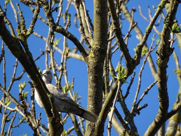 Gros Plan Pigeon Perché Sur Des Branches Arbres — Photo