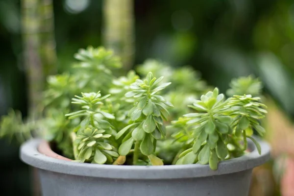 Een Close Van Groeiende Groene Plant Pot Geïsoleerd Wazige Achtergrond — Stockfoto