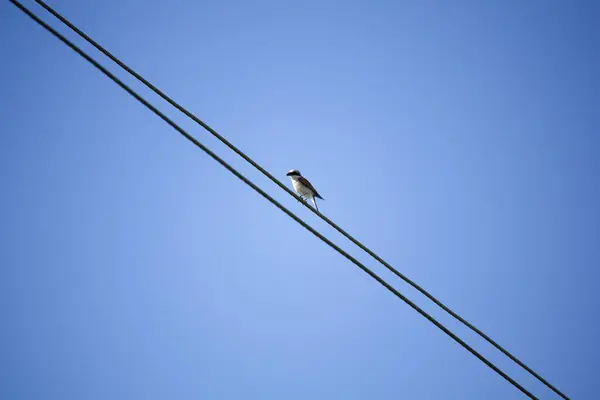 青い空を背景に 電線に赤で縁取られた可愛いエビのローアングルショット — ストック写真
