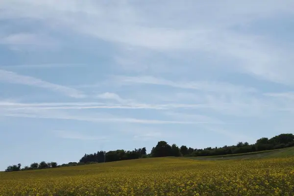 Een Prachtig Uitzicht Een Veld Met Gele Bloemen Onder Helderblauwe — Stockfoto