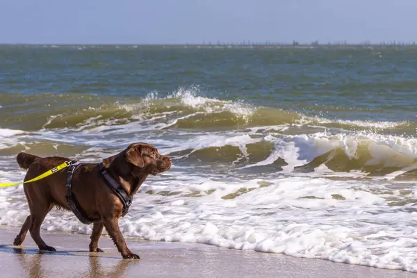 Ein Brauner Labrador Hund Spielt Meeresufer — Stockfoto