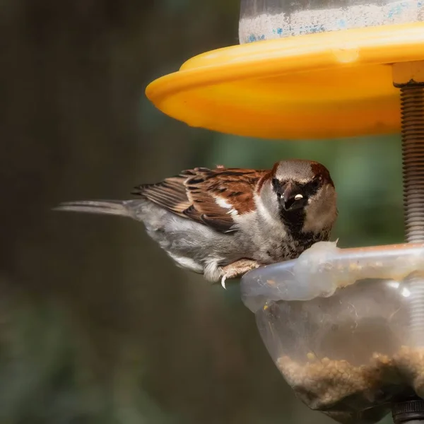 Vertical Closeup Sparrow Perched Bird Feeder — Stock Photo, Image