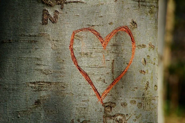 Ett Hjärta Ristat Träd Som Symbol För Kärlek — Stockfoto