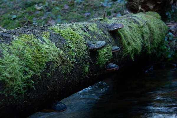Hoof Fungus Growing Algae Covered Fallen Log — Stock Photo, Image