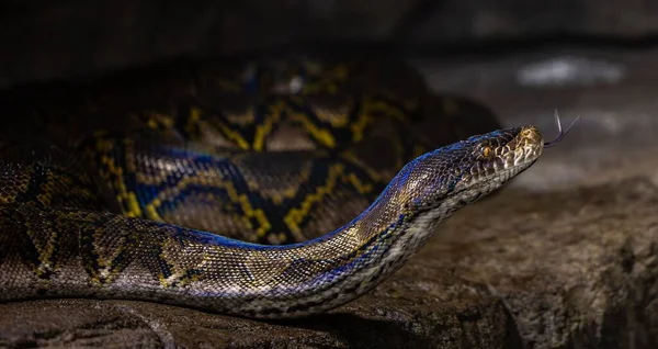 Gros Plan Python Réticulé Glissant Sur Sol — Photo