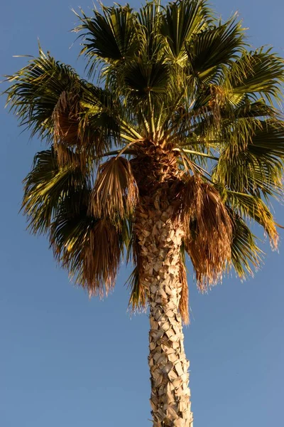 Plano Vertical Chamaerops Humilis Palma Abanico Europea Contra Cielo Azul — Foto de Stock