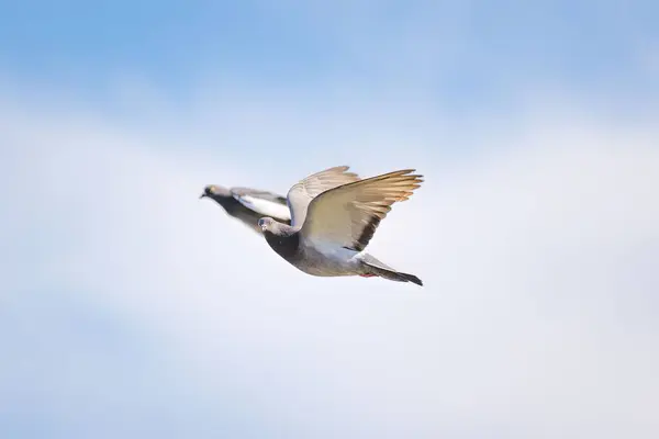 Une Paire Pigeons Volant Dans Ciel Nuageux Avec Une Face — Photo