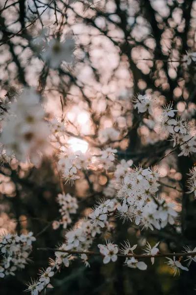 Vertikální Záběr Kvetoucího Meruňkového Stromu Při Západu Slunce — Stock fotografie