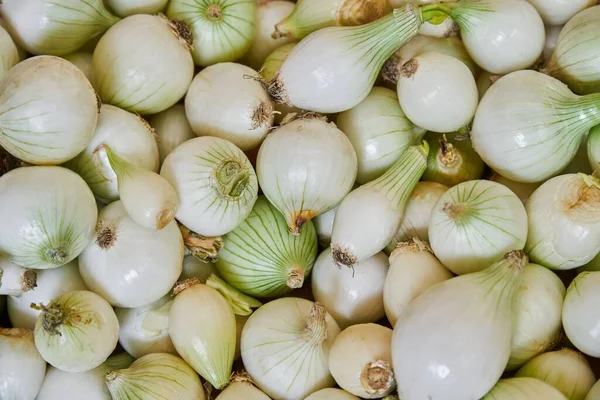 White Onions Placed Shelf Sale Market — Fotografia de Stock