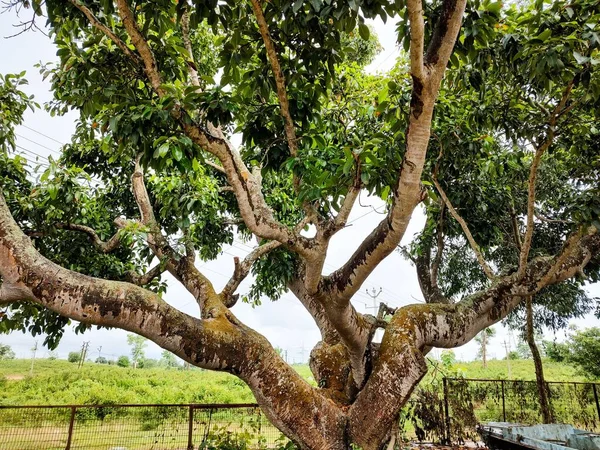 Ein Banyan Baum Straßenrand Der Baum Breitet Seine Äste Breit — Stockfoto