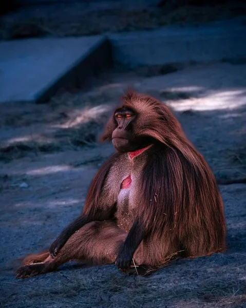 Вертикальний Вигляд Мавпи Гелади Спить Сидячи Землі — стокове фото
