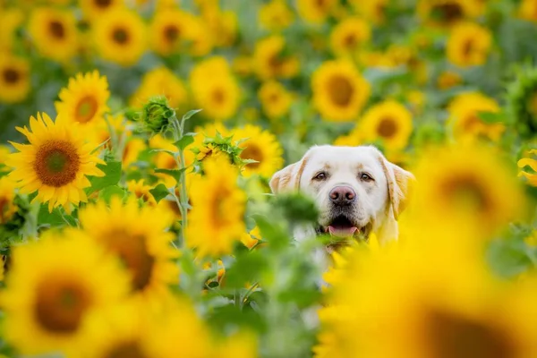 Een Labrador Retriever Hond Een Selectieve Focus Shot Een Zonnebloem — Stockfoto