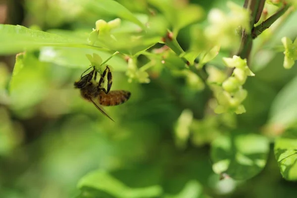 小さな花に蜂の選択的な焦点ショット — ストック写真