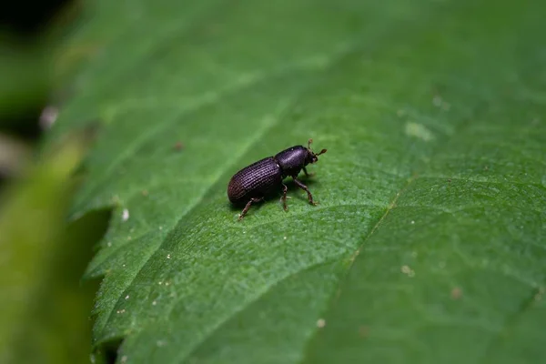 Gros Plan Une Eau Hylastes Perchée Sur Une Feuille Verte — Photo