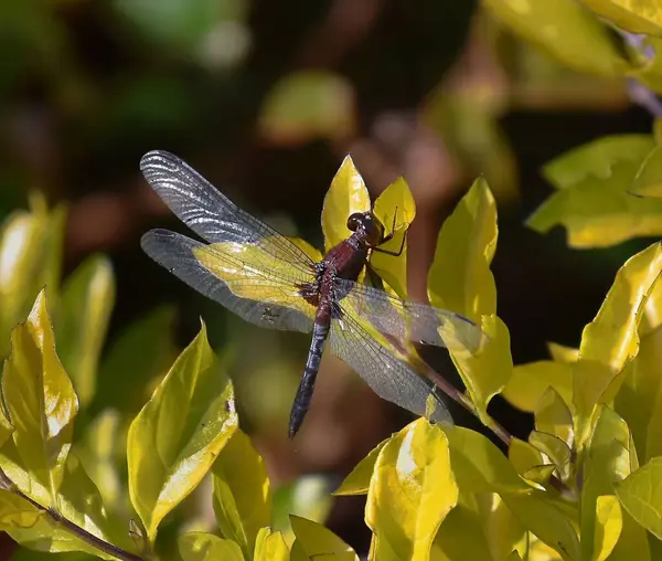 Closeup Dragonfly Yellow Autumn Leaves Garden — Stock Photo, Image