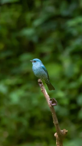 Vertical Shot Verditer Flycatcher Perched Twig Daylight Blurred Background — Stock Photo, Image