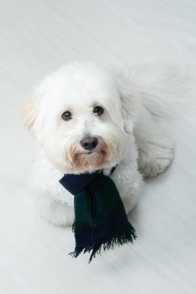 Een Hoge Hoek Shot Van Een Schattige Bichon Frise Dragend — Stockfoto