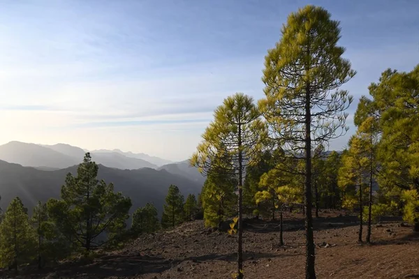 Dağlarda Güzel Manzaralı Ağaçlar — Stok fotoğraf
