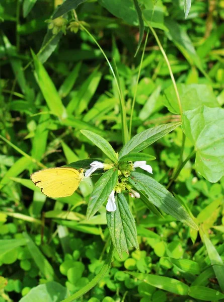 Μια Κάθετη Βολή Πεταλούδας Στα Φύλλα — Φωτογραφία Αρχείου