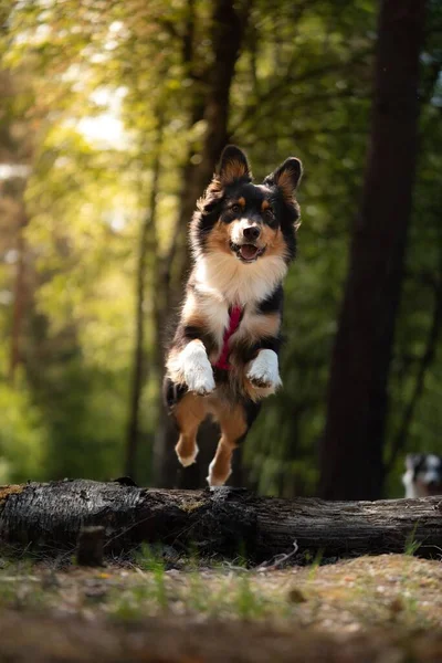 Den Australiska Shepherd Kör Över Stocken Skogen — Stockfoto