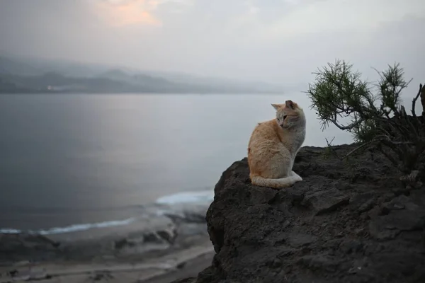 Katt Klippa Med Vacker Utsikt Över Havet — Stockfoto