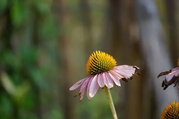 Eine Nahaufnahme Von Lila Sonnenhut Echinacea Purpurea Garten Unter Sonnenlicht — Stockfoto