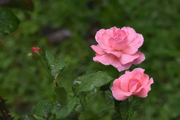 Primer Plano Hermosas Rosas Rosadas Con Gotas Agua Jardín —  Fotos de Stock