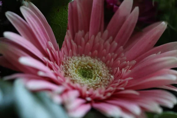 Primer Plano Una Hermosa Margarita Rosa —  Fotos de Stock