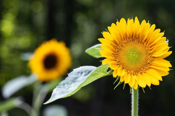 Eine Nahaufnahme Einer Schönen Sonnenblume — Stockfoto
