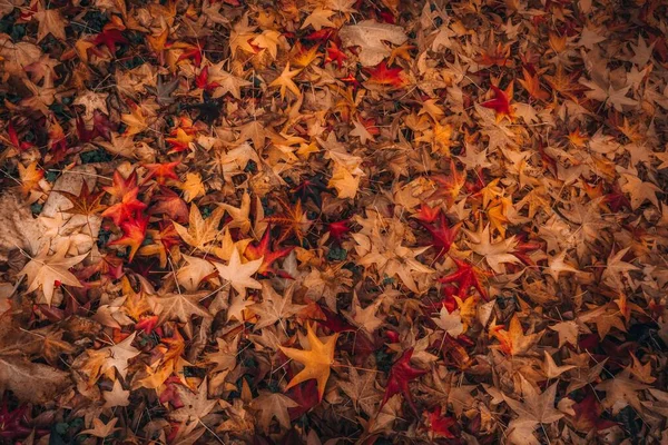 Ένα Πολύχρωμο Φόντο Από Πεσμένα Κόκκινα Πορτοκαλί Και Κίτρινα Φύλλα — Φωτογραφία Αρχείου